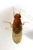 Drosophila immigrans